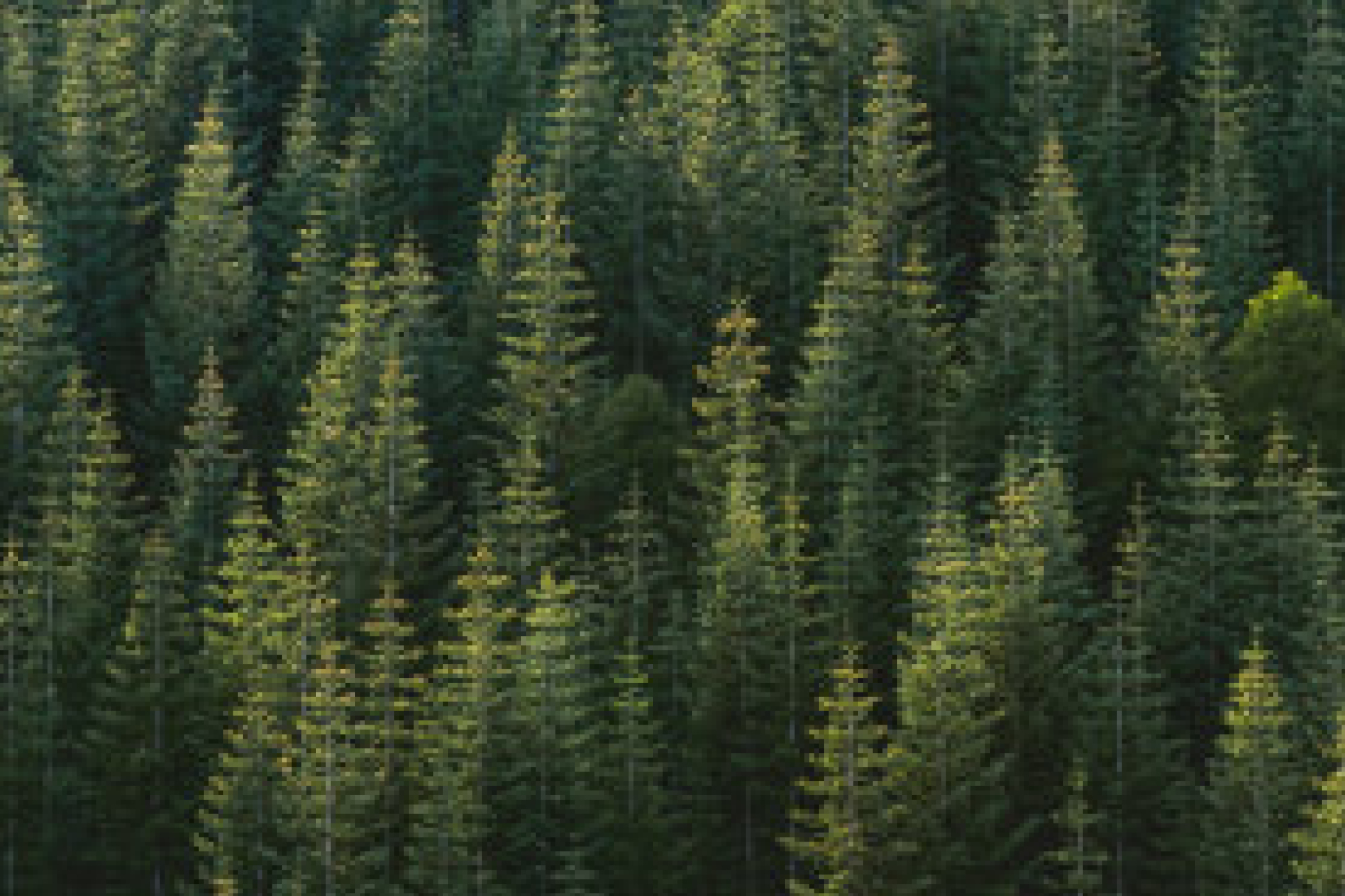 trees-thumb.jpg
